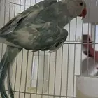 ذكره دره ابرق منتج