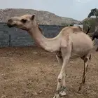 خلفتين كفو