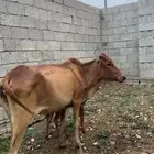 بقر