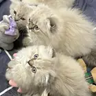 قطط قطة قط بيع قطة صغيرة