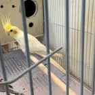 للبيع كروان