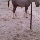 مهر عربي معه اوراق مصري بيور عمره سنه ونص باقي ماسجلته