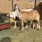 رخل درمانيه حاصب تلد شرط