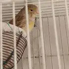 زوج كناري لون نادر وجميل