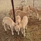 طليان و رخال