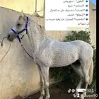 حصان