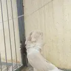 جوز جاكوبين