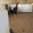 دجاج سندي و ديك شامو ارتفاعه 3 و نص على السوم