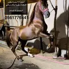 حصان شعبي بطل للبيع