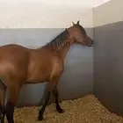 عربة نقل خيل من حايل الى الطائف