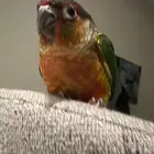 كنيور هدد اليف صبغه قويه