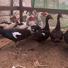 القنفدة القوز