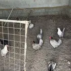 دجاج وديوك بلدي بياض وحضان شرط