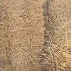 تبن قمح ناعم وطيب للبيع