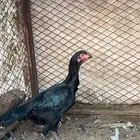 نعرض لكم دجاج شامو ياباني