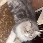 قط شرازي للتبني 5 شهور ذكر