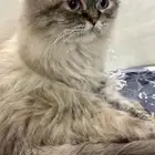 قطه