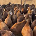 طليان سواكن حمري ماخذه جميع التحصينات الحرازات
