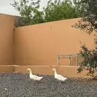 للبيع بط كفو مصري