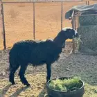 ثنيه للبيع حايل طيبه