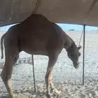 قعود