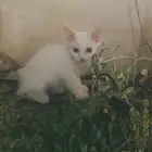 قطط شيرازي همالايا
