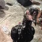 دجاجه سنديه