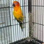 ذكور صن كنيور