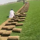 نجيل طبيعي
