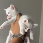 قطط صغار