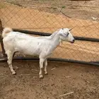 ماعز بيشي فاخر