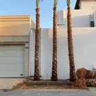 نخيل واشنطن للبيع بجميع انواع القاسات