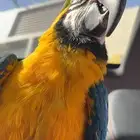 مكاو قولد اند