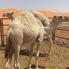 للبيع حشو