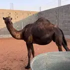 قعود اصفر ثني ولقحه حليب الطبع طيب