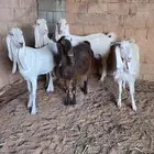معزاء