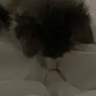 قطه للتبني