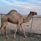 للبيع بكره فاخره