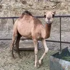 قعود مفرود