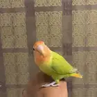 روز هدد داخلي خارجي ( تم البيع)