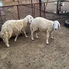 طليان للبيع