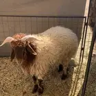 للبيع نعيمي