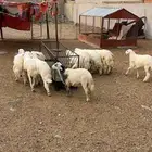 حلال للبيع