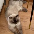 قط مفقود هيمالايا حي الجزيره خلف الطازج