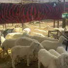 طليان ورخال كبار وصغار