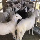 بهم للبيع