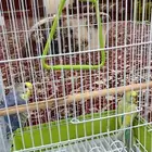 زوج طيور بادجي اصحه ممتازه جاهز لي الإنتاج