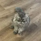 قط شيرازي للبيع