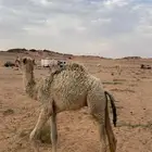حاشي لباني
