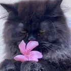 (تبني قطط مع بعض)